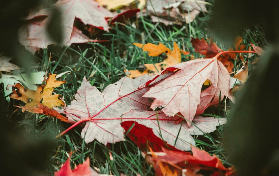 feuilles d'automne