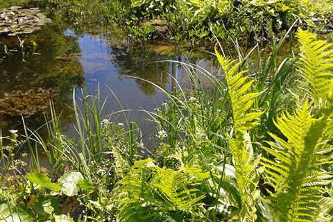 Voici comment introduire l'eau dans votre jardin